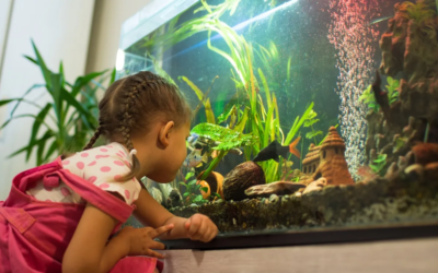 Choosing the Right Size for Your Aquarium