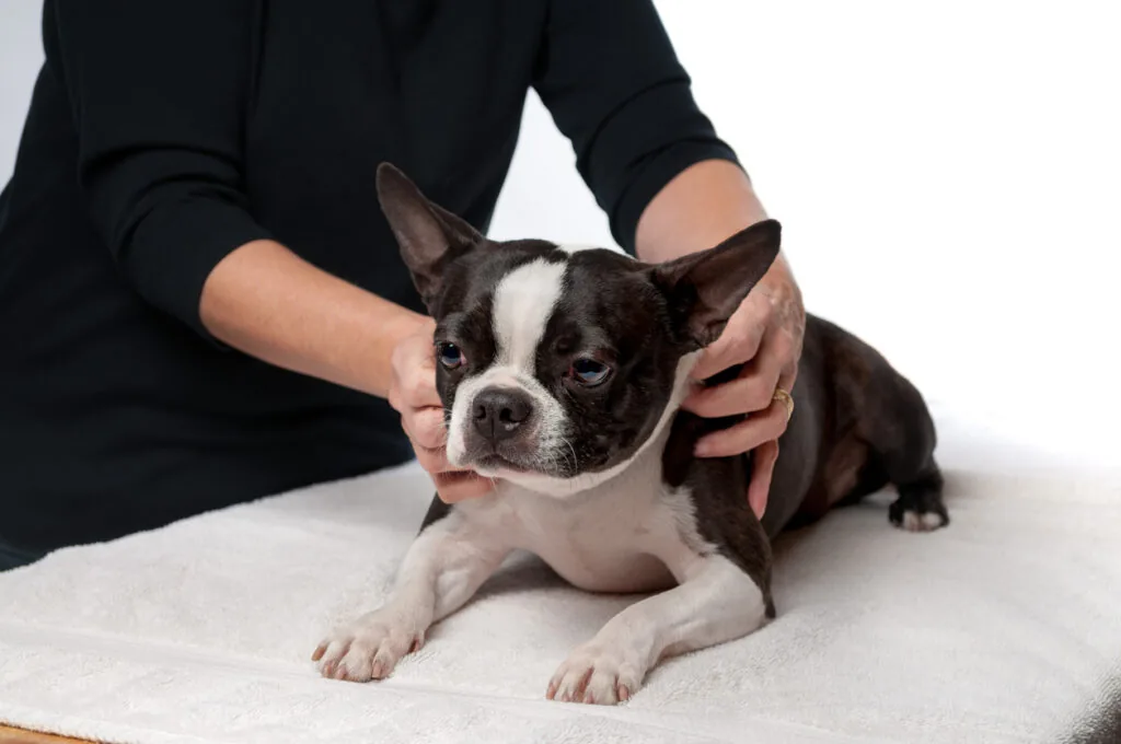 dog-chiropractic