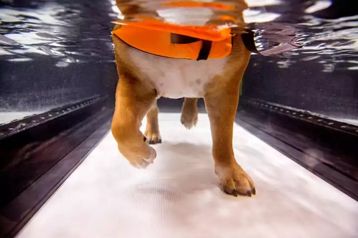 Dog in hydrotherapy